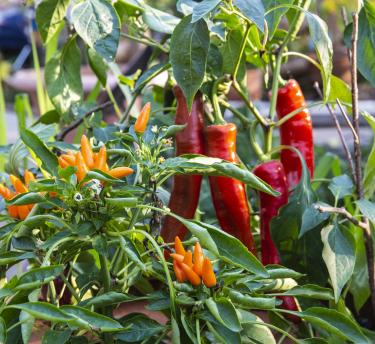 Chilli pepper plants